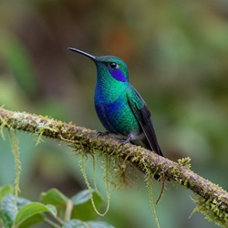 Sparkling Violetear Identification Guide