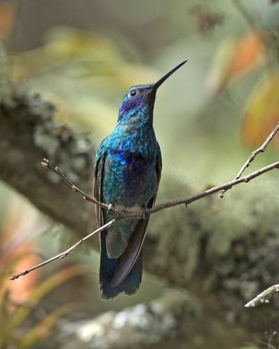 Sparkling Violetear