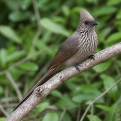 Speckled Mousebird Identification Guide