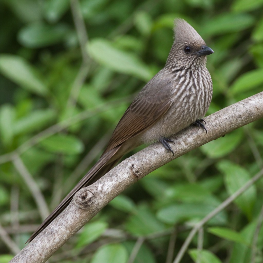 Speckled Mousebird