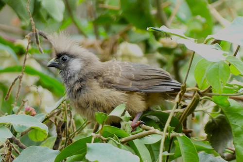 Speckled Mousebird