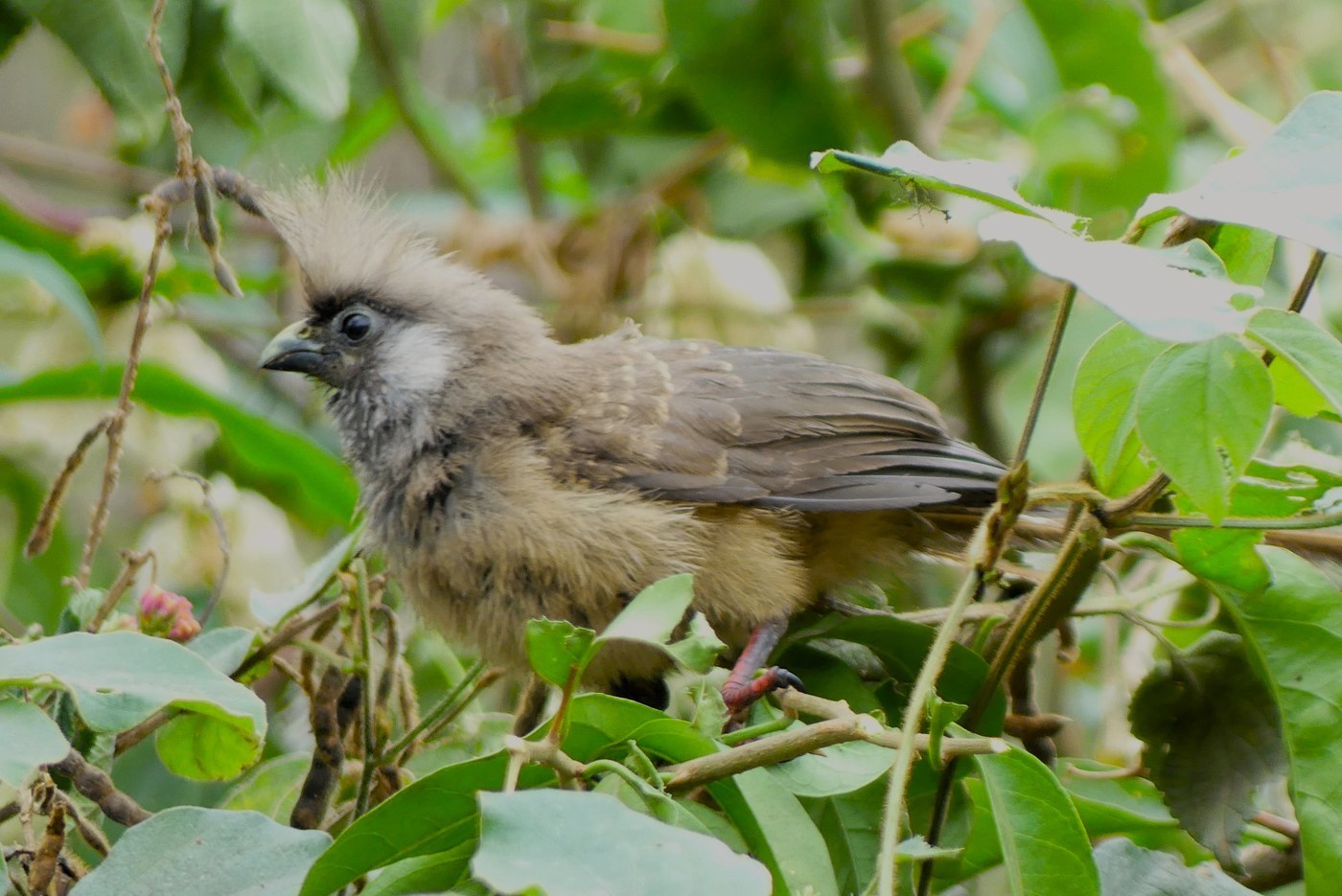 Speckled Mousebird (Colius striatus)