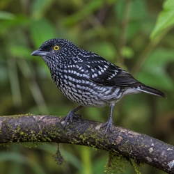 Speckled Tanager Identification Guide