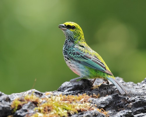 Speckled Tanager