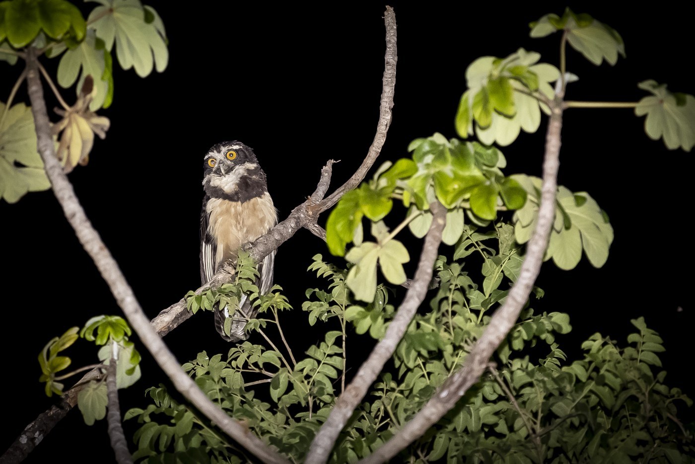 Spectacled Owl (Pulsatrix perspicillata)