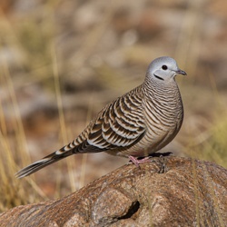 Spinifex Pigeon Identification Guide