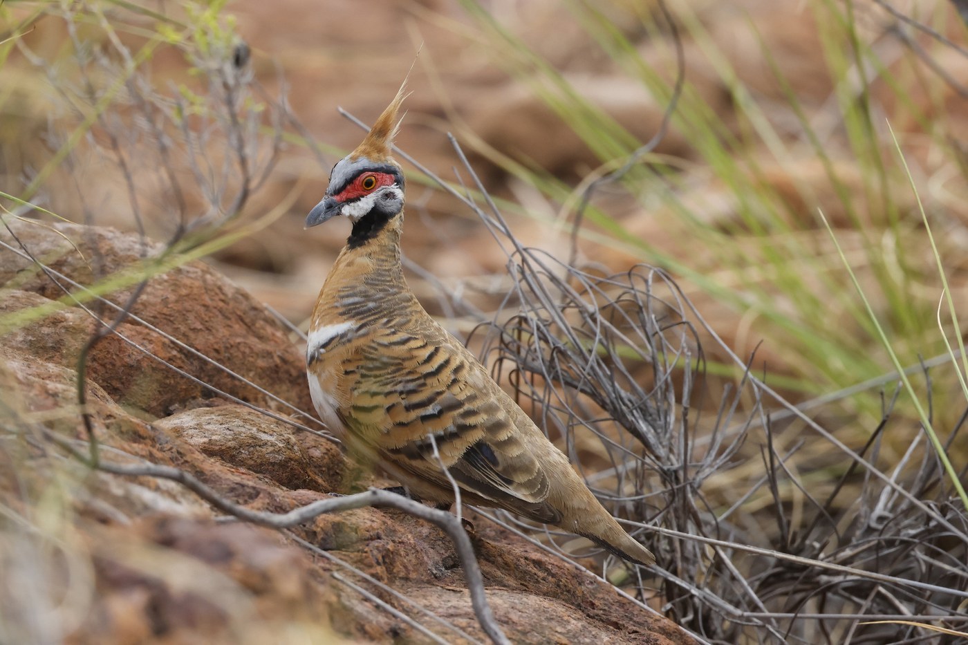 Spinifex Pigeon (Geophaps plumifera)