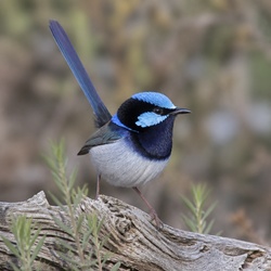 Splendid Fairywren Identification Guide