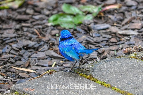 Splendid Fairywren