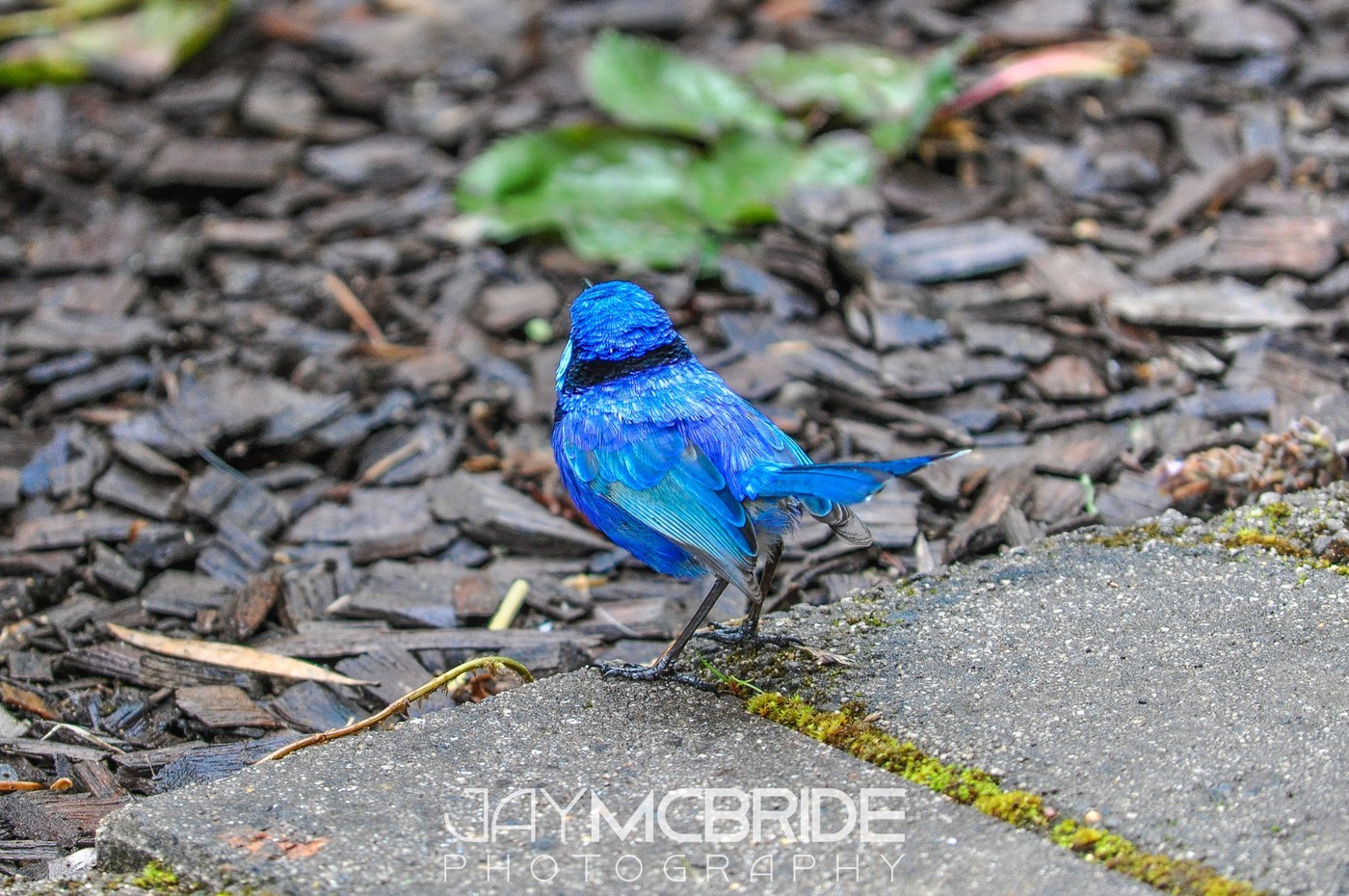 Splendid Fairywren Identification Guide