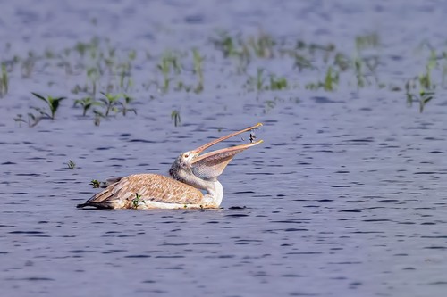 Spot-billed Pelican