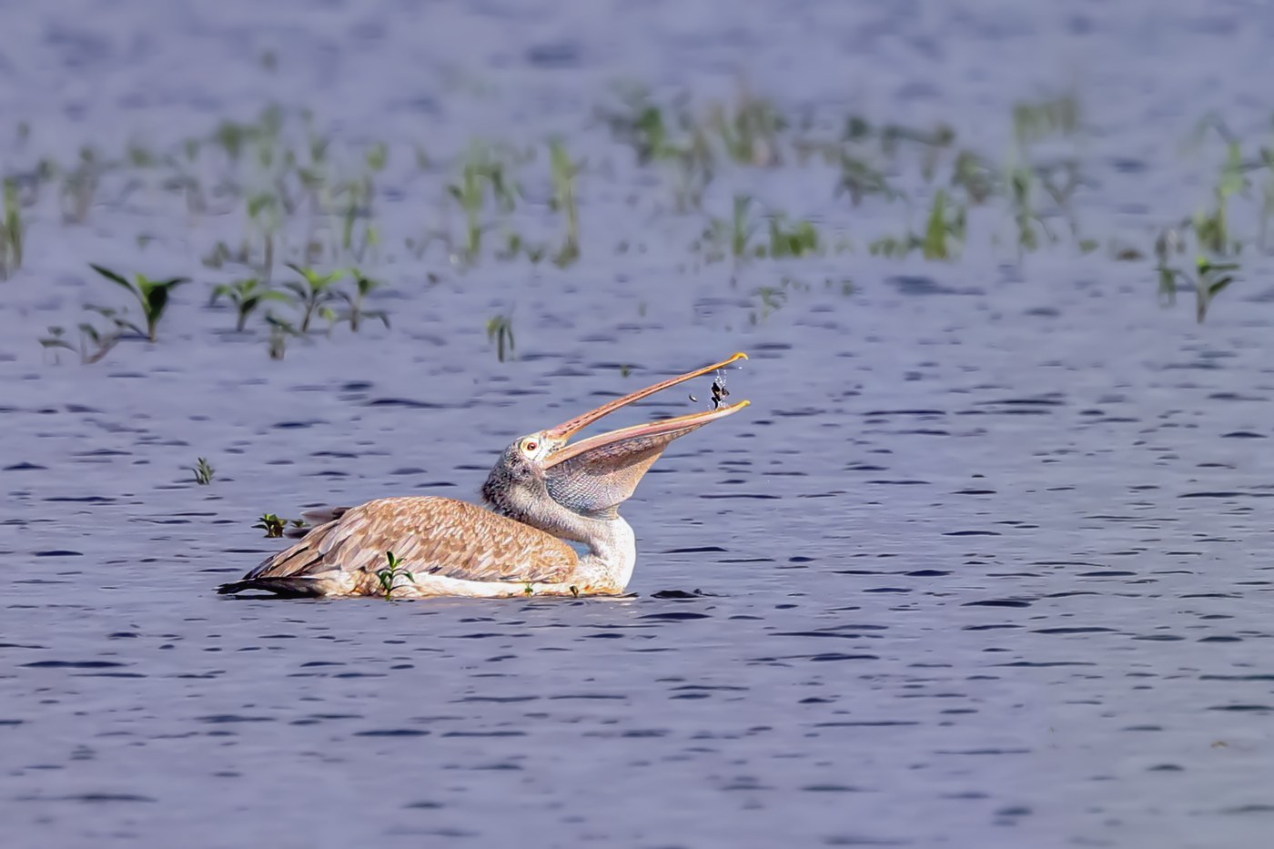 Spot-billed Pelican (Pelecanus philippensis)