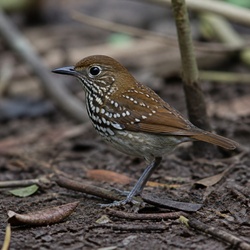 Spotted Antbird Identification Guide