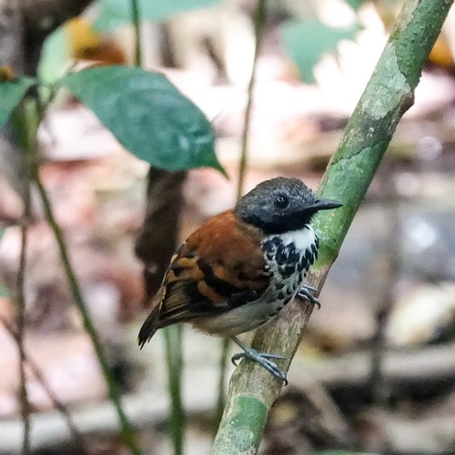 Spotted Antbird