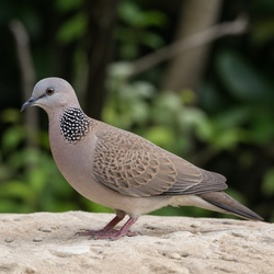 Spotted Dove Identification Guide