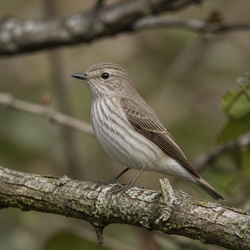 Spotted Flycatcher Identification Guide