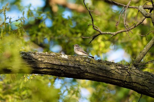 Spotted Flycatcher