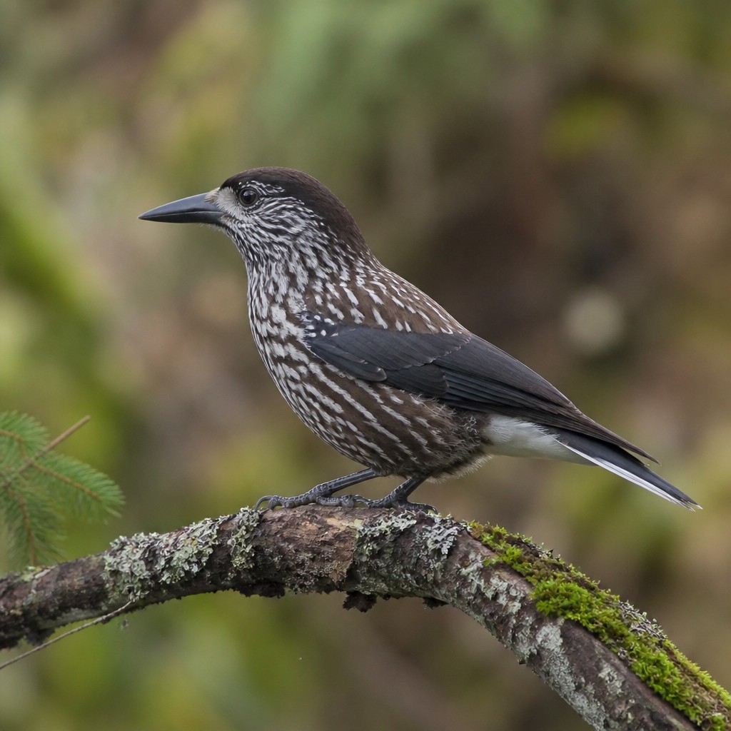 Spotted Nutcracker