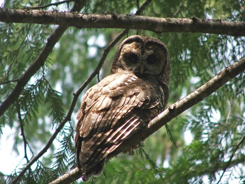 Spotted Owl