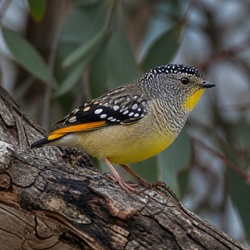 Spotted Pardalote Identification Guide