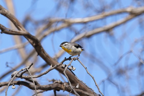 Spotted Pardalote