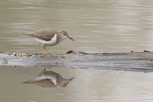 Spotted Sandpiper
