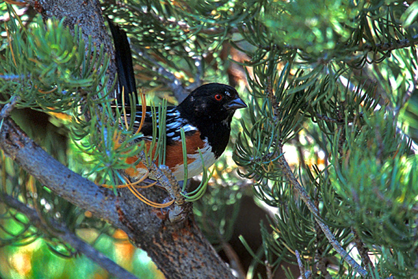 Spotted Towhee (Pipilo maculatus)