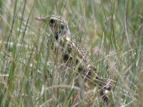 Sprague's Pipit