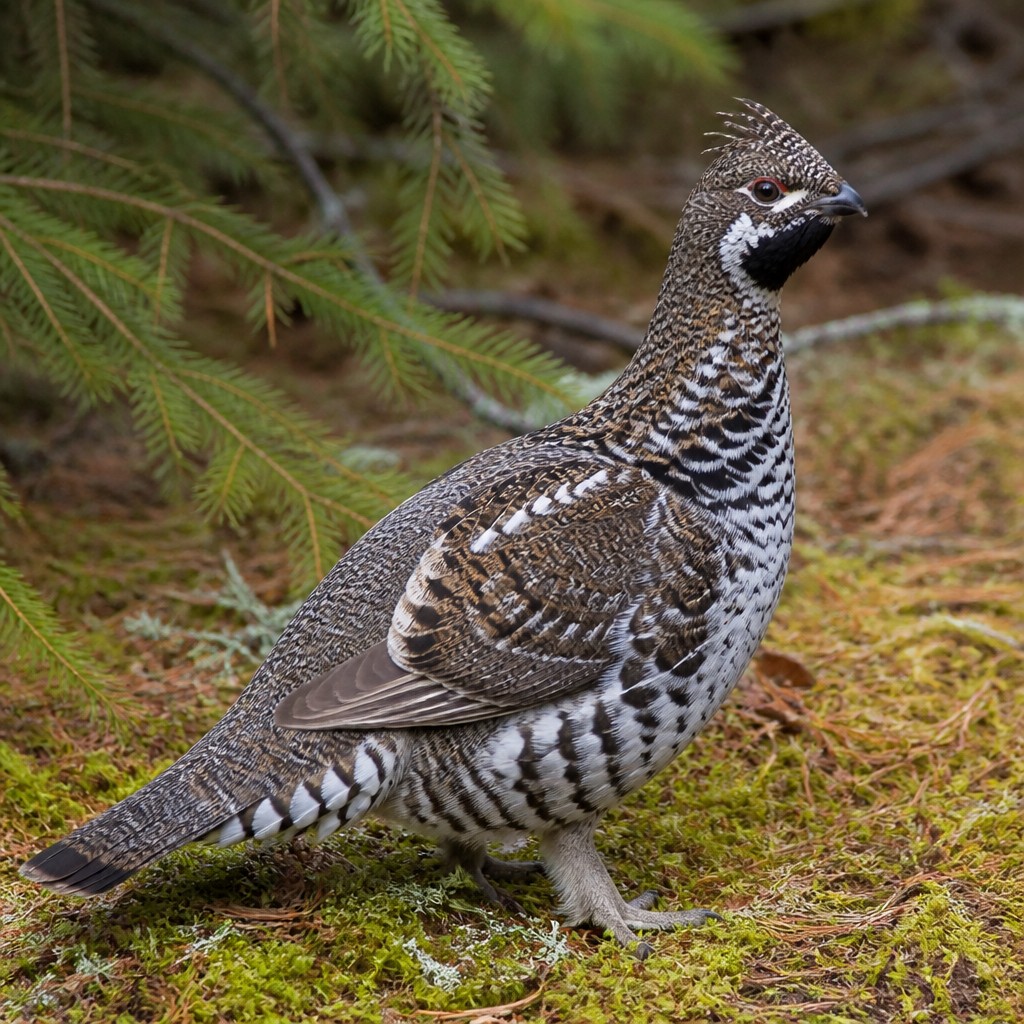 Spruce Grouse