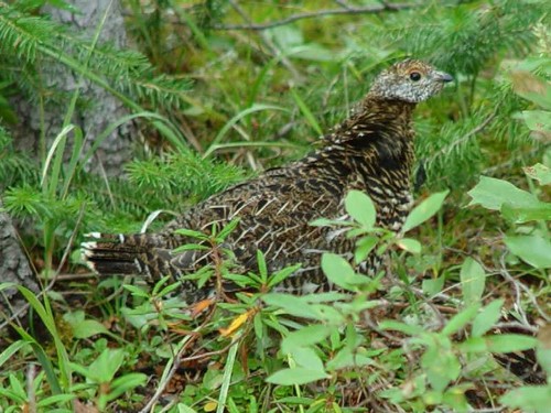 Spruce Grouse