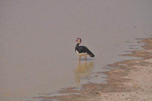 Spur-winged Goose