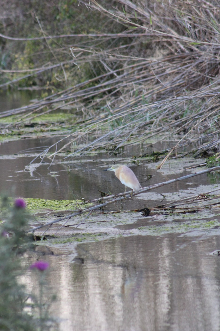 Squacco Heron (Ardeola ralloides)