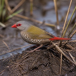 Star Finch Identification Guide