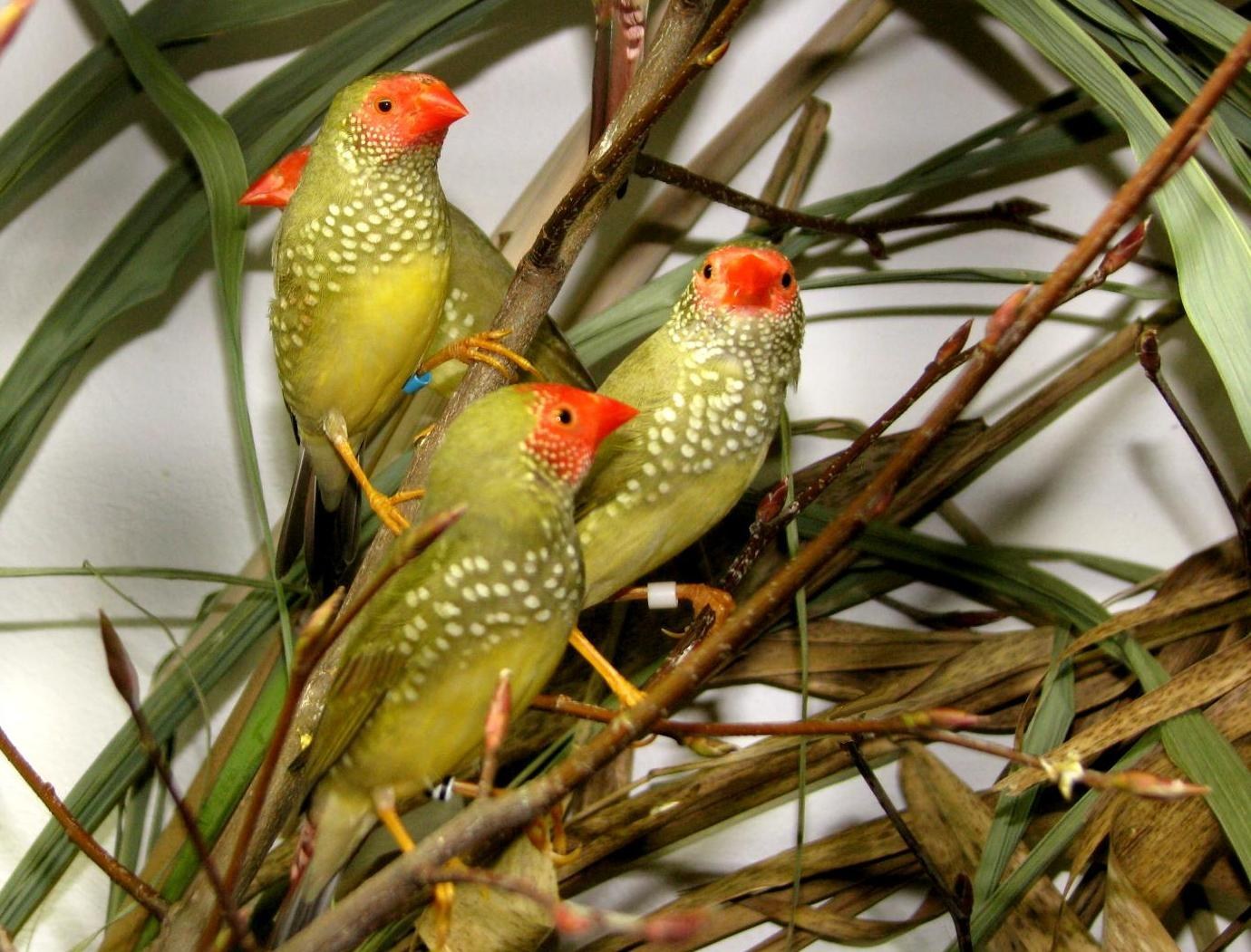 Star Finch (Neochmia ruficauda)