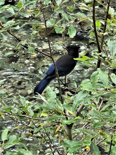 Steller's Jay