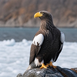 Steller's Sea Eagle Identification Guide