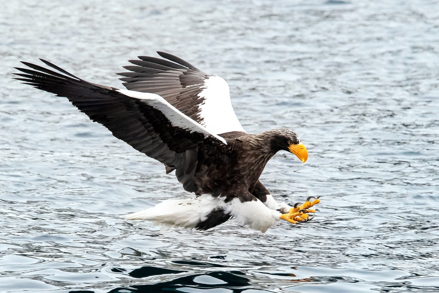 Steller's Sea Eagle (Haliaeetus pelagicus)