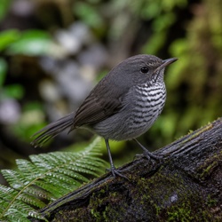 Stitchbird Identification Guide