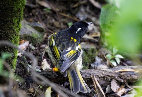 Stitchbird
