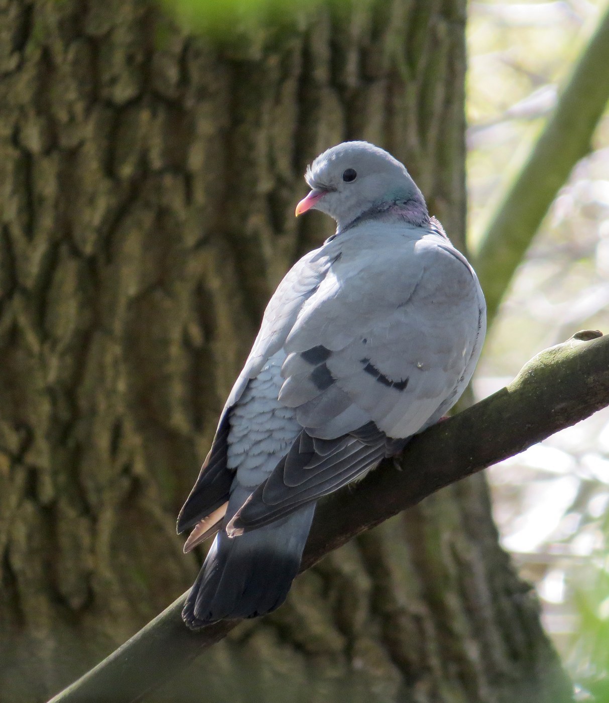 Stock Dove (Columba oenas)