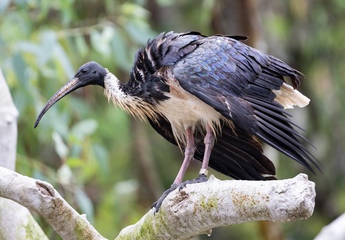Straw-necked Ibis