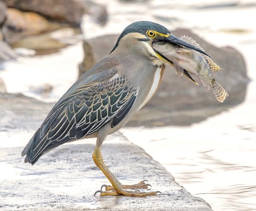 Striated Heron