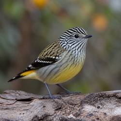 Striated Pardalote Identification Guide