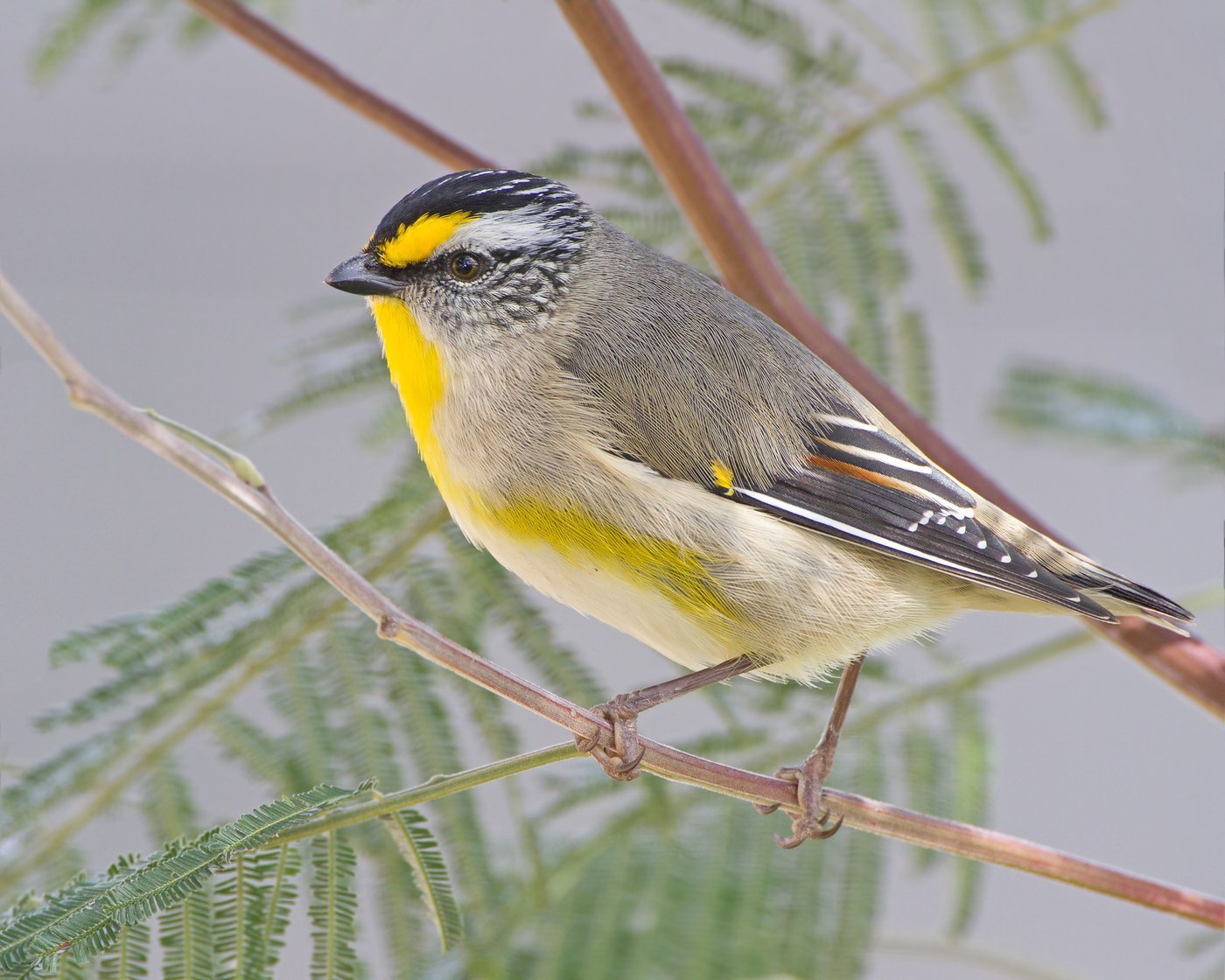 Striated Pardalote (Pardalotus striatus)