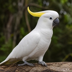 Sulphur-crested Cockatoo Identification Guide