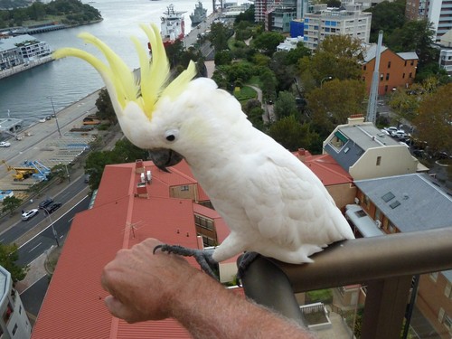 Sulphur-crested Cockatoo