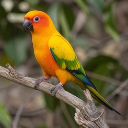 Sun Parakeet Identification Guide