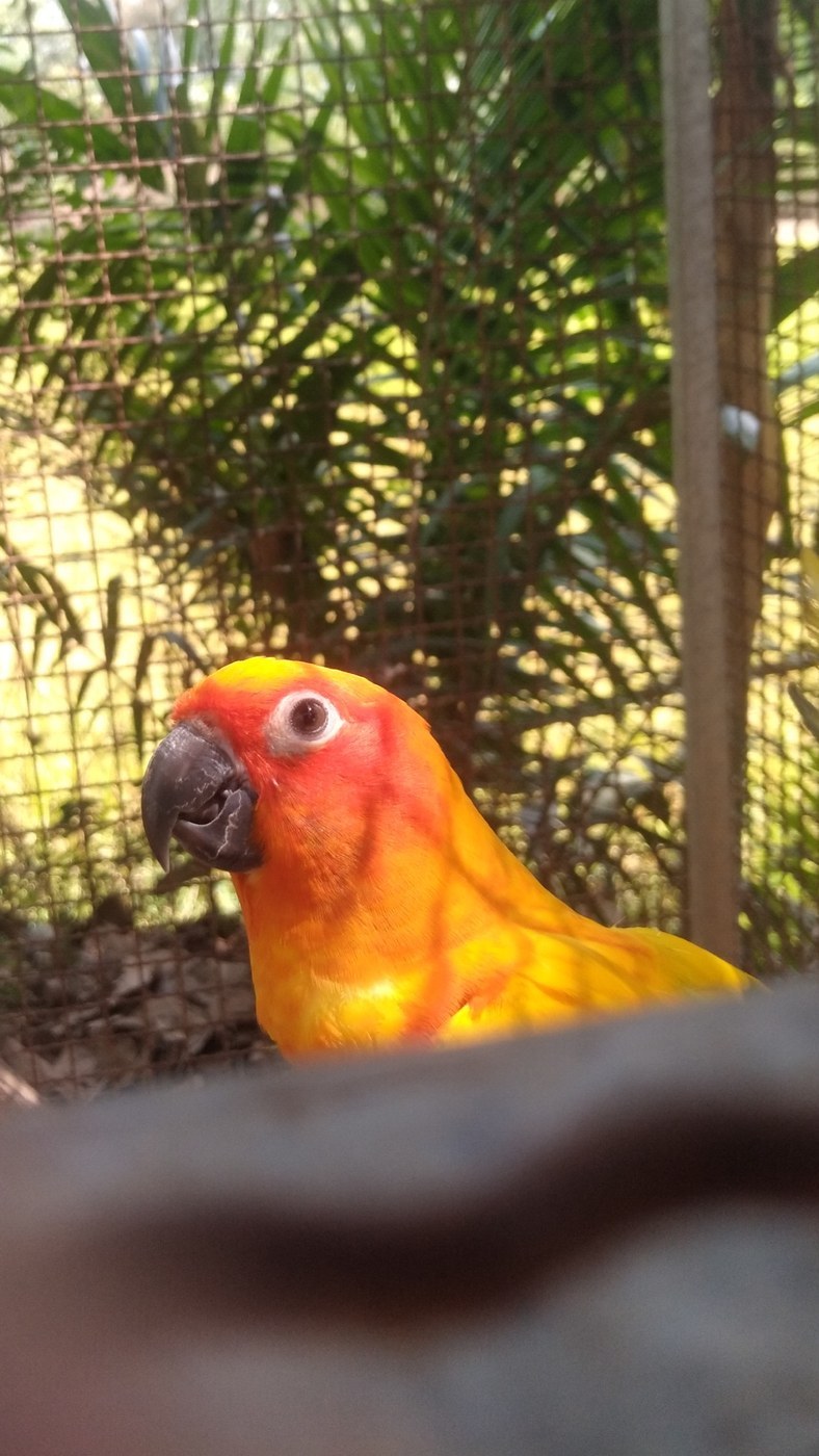 Sun Parakeet (Aratinga solstitialis)