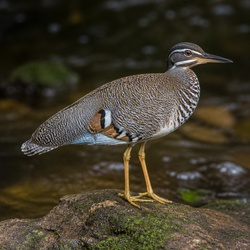 Sunbittern Identification Guide