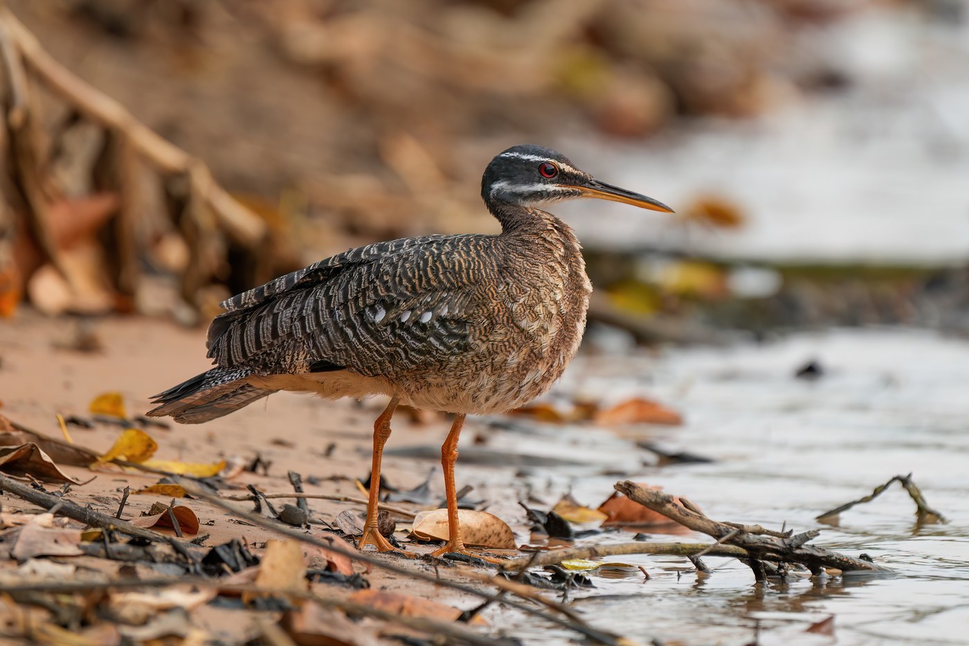 Sunbittern (Eurypyga helias)
